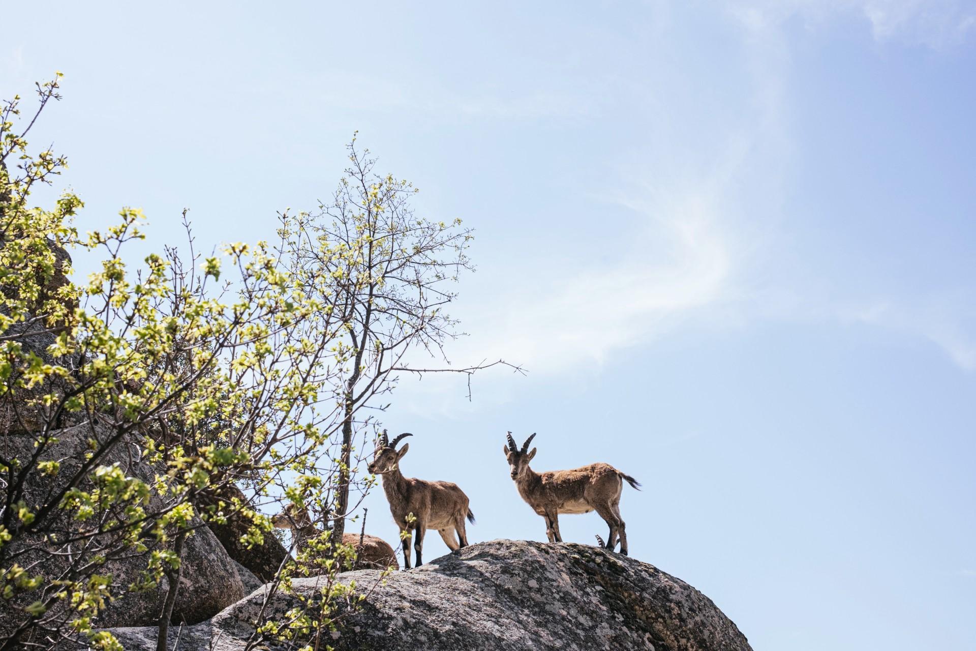 Wildlife Sanctuaries